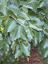 Hollyleaf Cherry (Prunus ilicifolia) at Stonegate Gardens