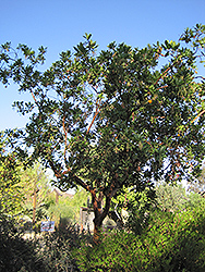 Marina Strawberry Tree (Arbutus 'Marina') at Stonegate Gardens