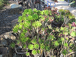 Tree Aeonium (Aeonium arboreum) at A Very Successful Garden Center