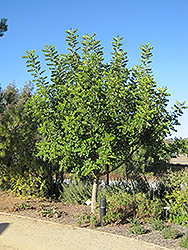 Carob Tree (Ceratonia siliqua) at Lakeshore Garden Centres
