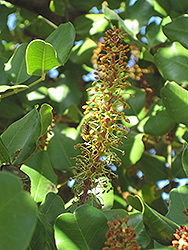 Carob Tree (Ceratonia siliqua) at Lakeshore Garden Centres