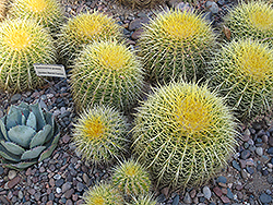 Golden Barrel Cactus (Echinocactus grusonii) at Lakeshore Garden Centres
