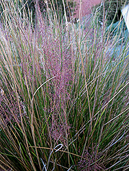 Pink Muhly Grass (Muhlenbergia capillaris 'Pink Muhly') at A Very Successful Garden Center