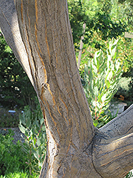 Tree Aloe (Aloe bainesii) at Stonegate Gardens