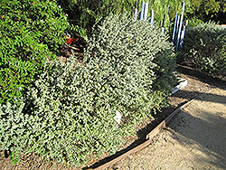 Beach Sage (Salvia africana-lutea) at Stonegate Gardens
