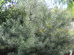 Feathery Cassia (Senna artemisioides) at Stonegate Gardens