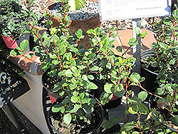 Evergreen Currant (Ribes viburnifolium) at Stonegate Gardens