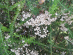 Rice Flower (Ozothamnus diosmifolius) at Stonegate Gardens