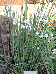 Paperwhites (Narcissus papyraceus) at Stonegate Gardens
