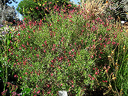 Autumn Sage (Salvia greggii) at Stonegate Gardens