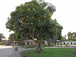 Yellow Trumpetbush (Tecoma stans) at Stonegate Gardens