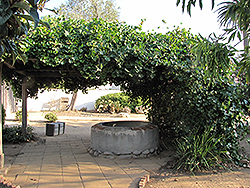 Muscadine Grape (Vitis rotundifolia) at Stonegate Gardens