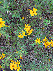 Greater Tickseed (Coreopsis major) at Stonegate Gardens
