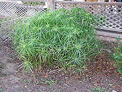 Umbrella Plant (Cyperus involucratus) at Stonegate Gardens