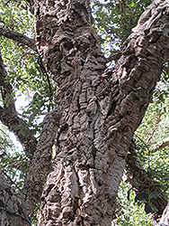 Cork Oak (Quercus suber) at Lakeshore Garden Centres