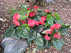 Anthurium (Anthurium andraeanum) at Stonegate Gardens