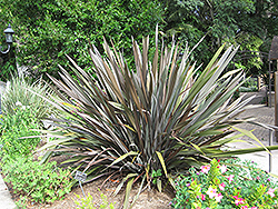 Gray Goose New Zealand Flax (Phormium 'Gray Goose') at Stonegate Gardens