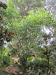 Bo Tree (Ficus religiosa) at Stonegate Gardens