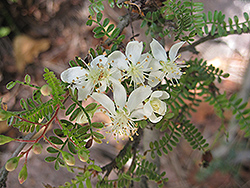 Ulei (Osteomeles anthyllidifolia) at Stonegate Gardens