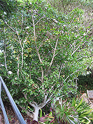White Gardenia (Gardenia thunbergia) at Stonegate Gardens