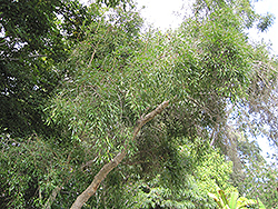 Lavender Tree (Heteropyxis natalensis) at Stonegate Gardens