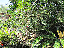 Karoo Boer Bean (Schotia afra) at Stonegate Gardens