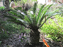 Natal Cycad (Encephalartos natalensis) at Stonegate Gardens