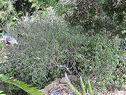 Coastal Sage Scrub Oak (Quercus dumosa) at Stonegate Gardens