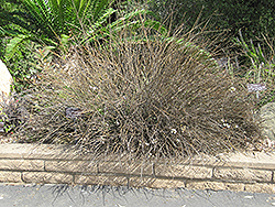 Leafless Leadwort (Plumbago aphylla) at Stonegate Gardens