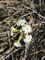 Leafless Leadwort (Plumbago aphylla) at Stonegate Gardens