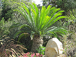 Eastern Cape Giant Cycad (Encephalartos altensteinii) at A Very Successful Garden Center
