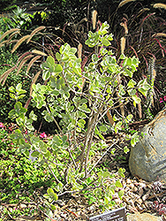 Silver Teaspoons (Kalanchoe bracteata) at A Very Successful Garden Center