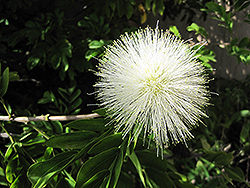White Powderpuff (Calliandra haematocephala 'Alba') at Stonegate Gardens