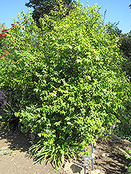 Snuff-box Tree (Oncoba spinosa) at Stonegate Gardens
