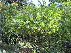 Kei Apple (Dovyalis caffra) at Stonegate Gardens