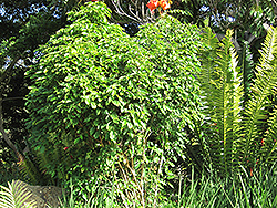 Forest Bell Bush (Mackaya bella) at Stonegate Gardens