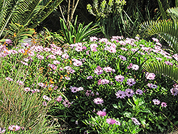 Soprano Light Purple African Daisy (Osteospermum 'Soprano Light Purple') at Stonegate Gardens
