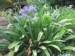 Queen Anne Agapanthus (Agapanthus africanus 'Queen Anne') at The Mustard Seed