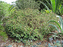 Ethiopian Plumbago (Ceratostigma abyssinicum) at Stonegate Gardens