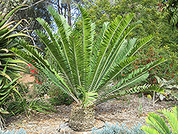 Gorongo Cycad (Encephalartos manikensis) at A Very Successful Garden Center