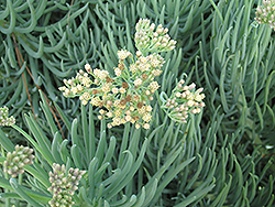 Jolly Gray Hybrid Kleinia (Senecio talinoides 'Jolly Gray') at Stonegate Gardens