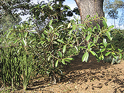 Deciduous Fig (Ficus superba var. henneana) at Stonegate Gardens