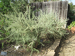 California Sagebrush (Artemisia californica) at Stonegate Gardens