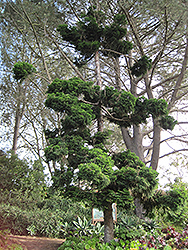 Hoop Pine (Araucaria cunninghamii) at Stonegate Gardens