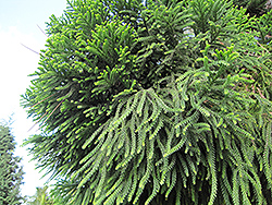 Hoop Pine (Araucaria cunninghamii) at Stonegate Gardens