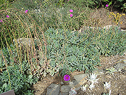 Rock Purslane (Calandrinia grandiflora) at Stonegate Gardens