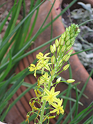 Yellow Stalked Bulbine (Bulbine frutescens 'Yellow') at Stonegate Gardens