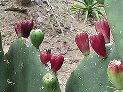 Erect Prickly Pear Cactus (Opuntia dillenii) at Stonegate Gardens