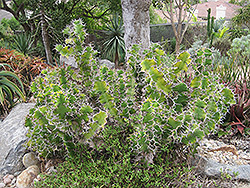 Cow's Horn (Euphorbia grandicornis) at Lakeshore Garden Centres