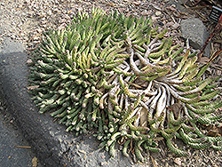 The True Vingerpol (Euphorbia esculenta) at Lakeshore Garden Centres